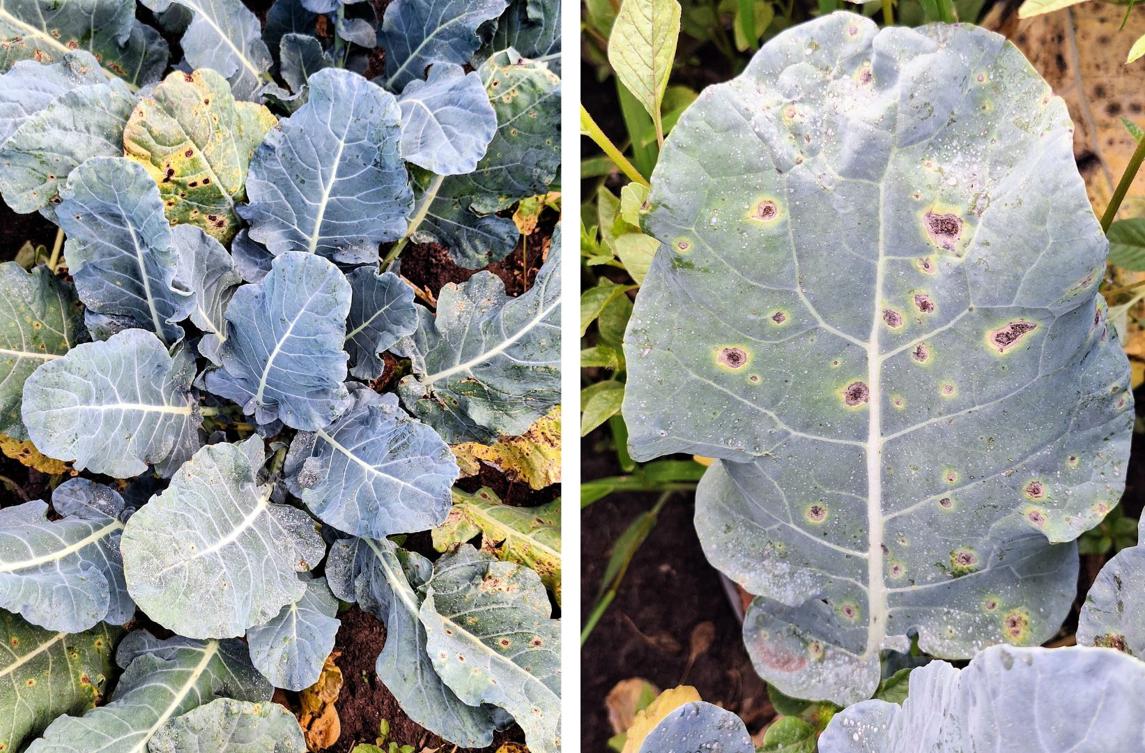 Foliar blight symptoms of Alternaria infection in broccoli. 
